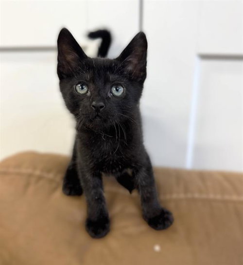 SIMON