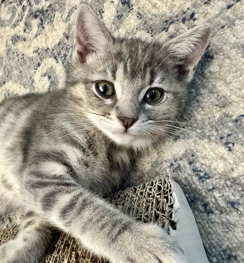 LILY