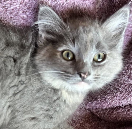 JUNIPER