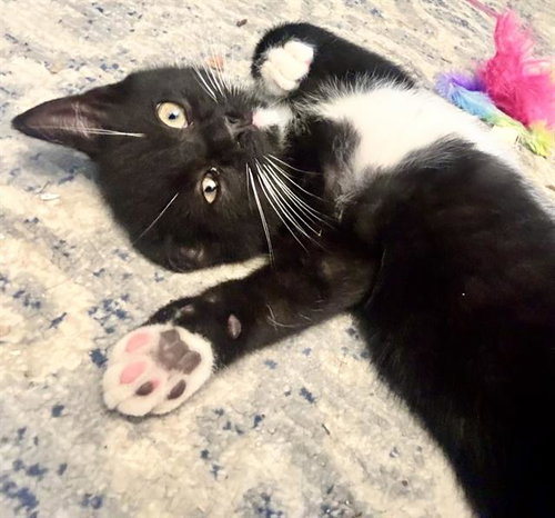 LITTLE LOU
