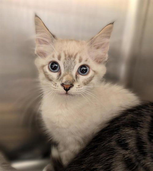 SALAMI, Baby Domestic Short Hair (medium coat), cat for adoption in Oakley, California