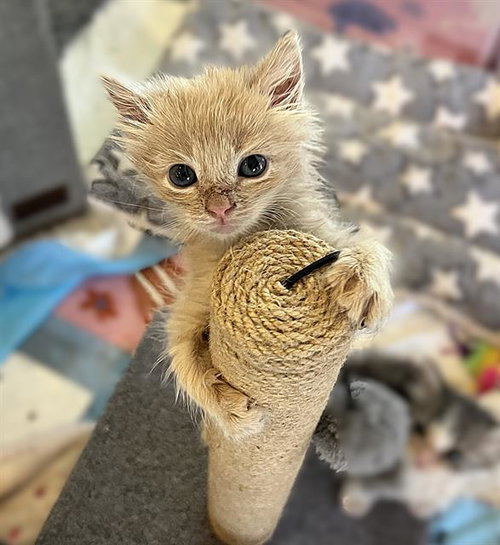 CHIP, Baby Domestic Short Hair (medium coat), cat for adoption in Oakley, California