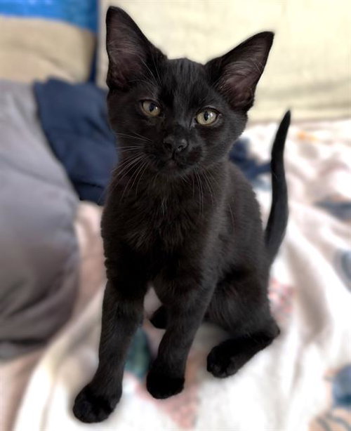 CRACKLE, Baby Domestic Short Hair (medium coat), cat for adoption in Oakley, California