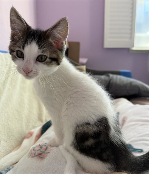 POP, Baby Domestic Short Hair (medium coat), cat for adoption in Oakley, California