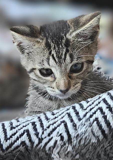 LUCY, Baby Domestic Short Hair (medium coat), cat for adoption in Oakley, California