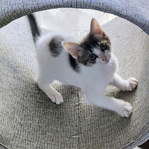 JESSIE, Baby Domestic Short Hair (medium coat), cat for adoption in Oakley, California