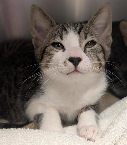 PRETZEL, Baby Domestic Short Hair (medium coat), cat for adoption in Oakley, California