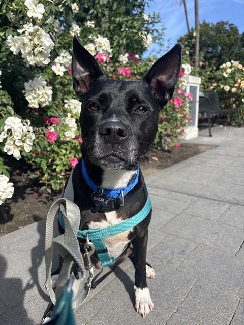 SAGE