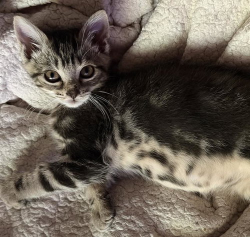 LIL BIT, Baby Domestic Short Hair (medium coat), cat for adoption in Citrus Heights, California
