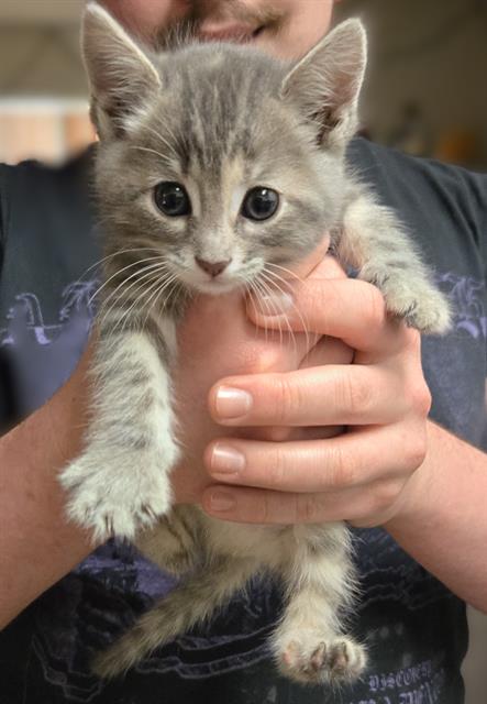 STAR, Baby Domestic Short Hair (medium coat), cat for adoption in Elk Grove, California