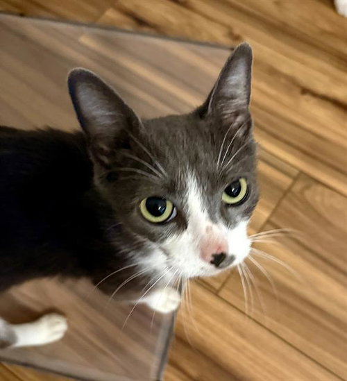 MOMSIE, Young Domestic Short Hair (medium coat), cat for adoption in Citrus Heights, California