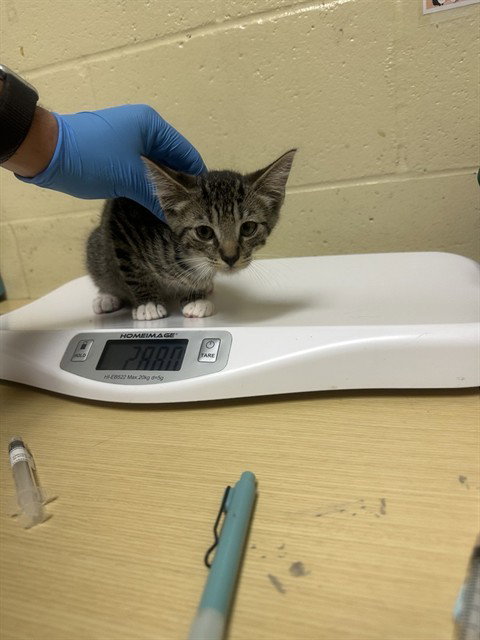 BAMBOO, Baby Domestic Short Hair (medium coat), cat for adoption in Elk Grove, California