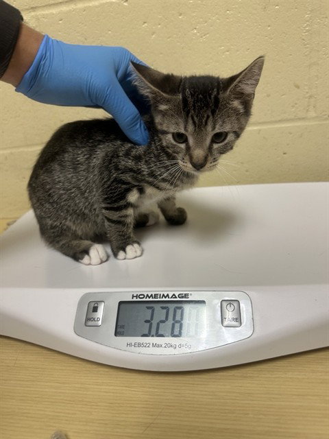 MONSTERA, Baby Domestic Short Hair (medium coat), cat for adoption in Citrus Heights, California