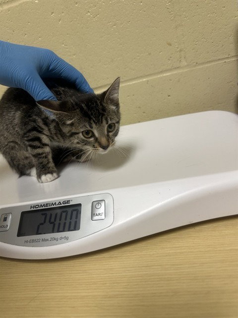 SPIDER PLANT, Baby Domestic Short Hair (medium coat), cat for adoption in Citrus Heights, California