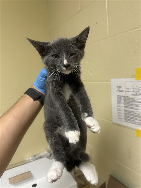 PEACE LILY, Baby Domestic Short Hair (medium coat), cat for adoption in Citrus Heights, California