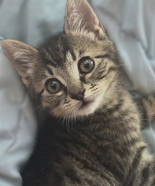 LUKE, Baby Domestic Short Hair (medium coat), cat for adoption in Elk Grove, California