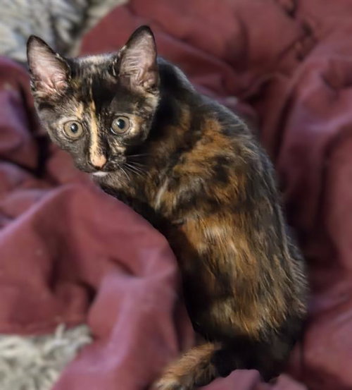 SAFFRON, Baby Domestic Short Hair (medium coat), cat for adoption in Citrus Heights, California