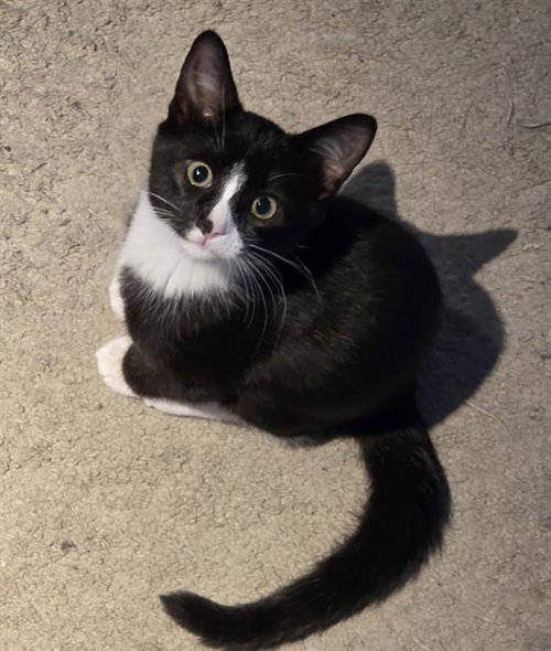 OREO, Baby Domestic Short Hair (medium coat), cat for adoption in Citrus Heights, California