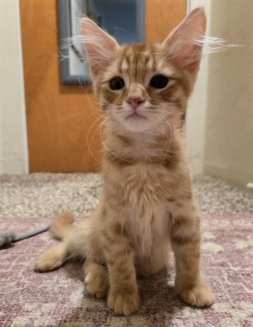 ORION, Baby Domestic Short Hair (medium coat), cat for adoption in Citrus Heights, California