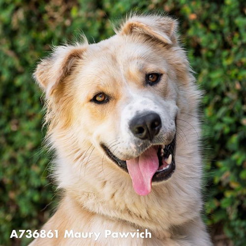 MAURY PAWVICH, an adoptable Labrador Retriever in Sacramento, CA