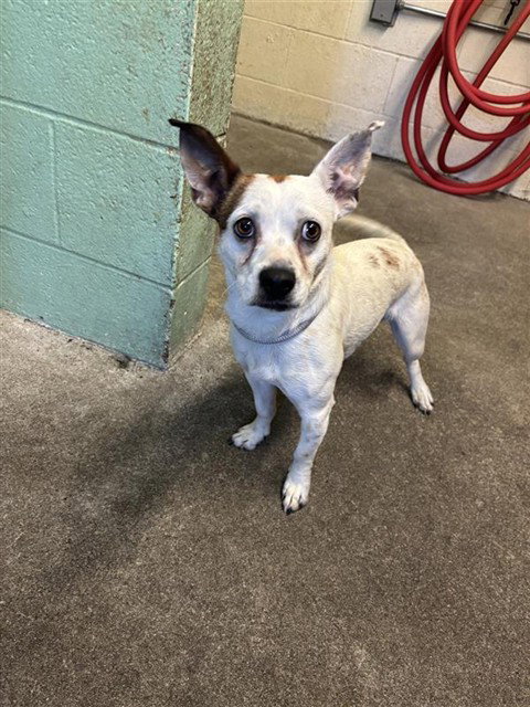 TOBY, an adoptable Jack Russell Terrier in Sacramento, CA