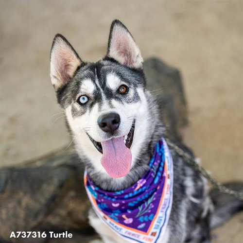 TURTLE, an adoptable Siberian Husky in Sacramento, CA