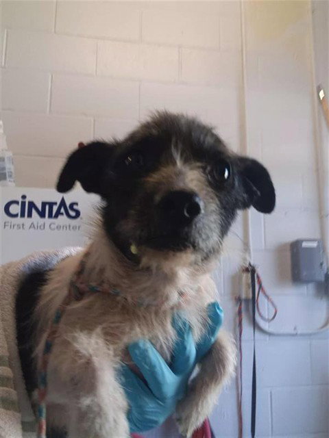 ADAM, an adoptable Terrier in Sacramento, CA