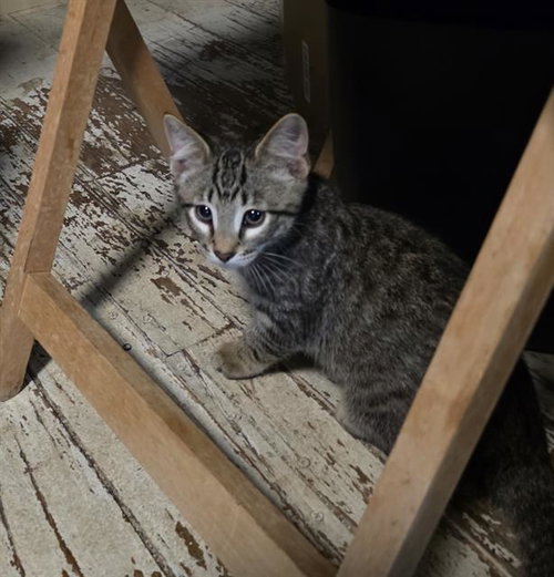 TEDDY, an adoptable Domestic Short Hair in Sacramento, CA