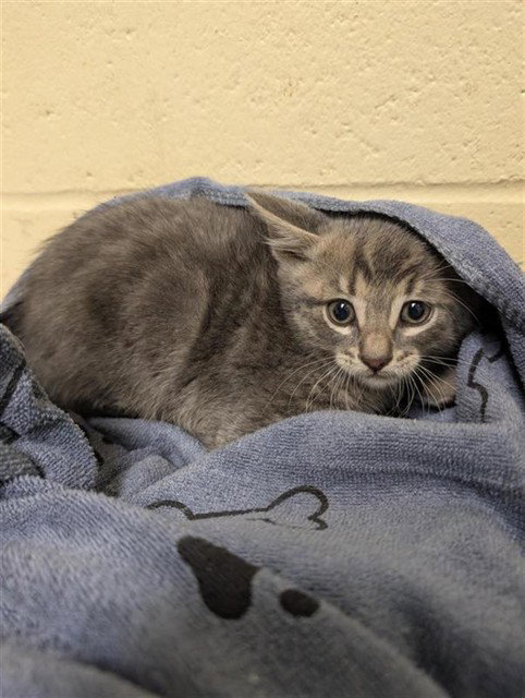LEN, an adoptable Domestic Short Hair in Sacramento, CA