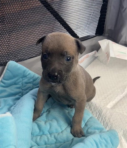 LOLO, an adoptable Pit Bull Terrier in Sacramento, CA
