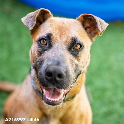 LILLITH, an adoptable Pit Bull Terrier in Sacramento, CA