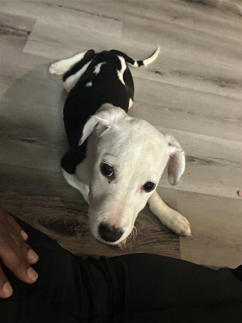 PEPPER, an adoptable Labrador Retriever in Sacramento, CA