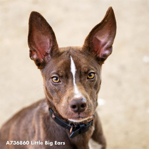 LITTLE BIG EARS, an adoptable Australian Kelpie in Sacramento, CA