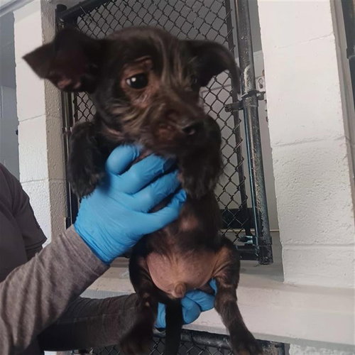ALTAIR, an adoptable Terrier in Sacramento, CA