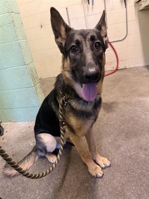 PAPA, an adoptable German Shepherd Dog in Sacramento, CA