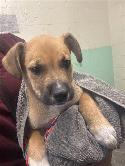 SQUISH, an adoptable German Shepherd Dog in Sacramento, CA