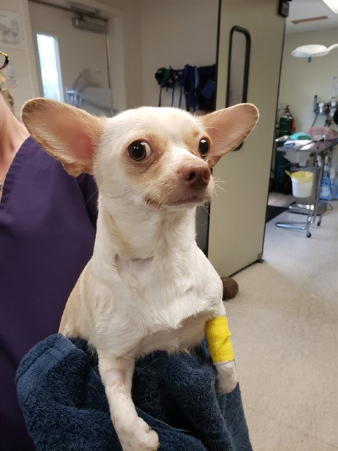DIOR, an adoptable Chihuahua in Sacramento, CA