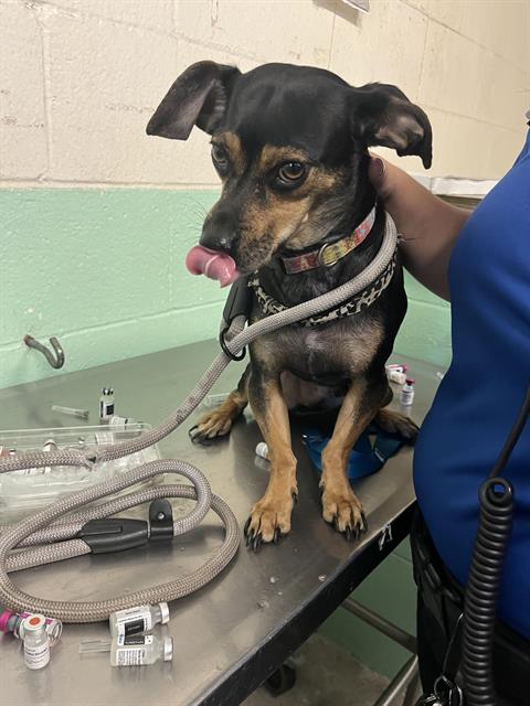 OREO, an adoptable Chihuahua in Sacramento, CA