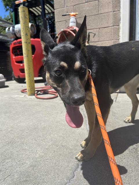 JOSIE, an adoptable German Shepherd Dog in Sacramento, CA