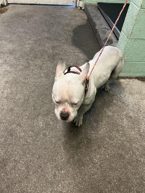 COOP, an adoptable Pit Bull Terrier in Sacramento, CA