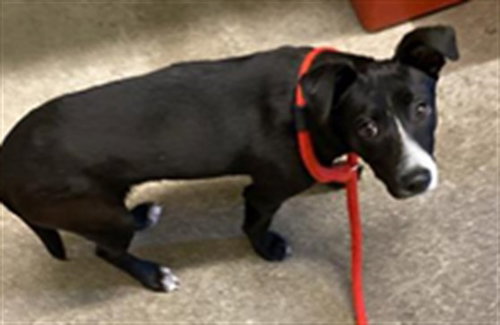 BEEP, an adoptable Miniature Pinscher in Sacramento, CA