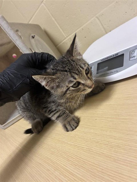 TACO, an adoptable Domestic Short Hair in Sacramento, CA
