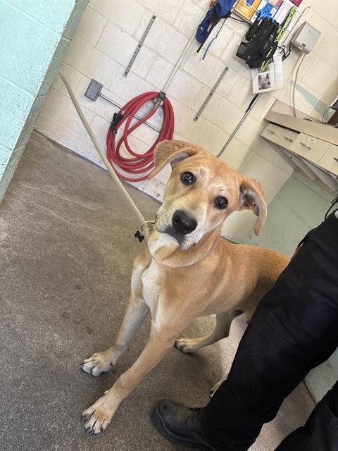PARSLEY, an adoptable Pit Bull Terrier in Sacramento, CA
