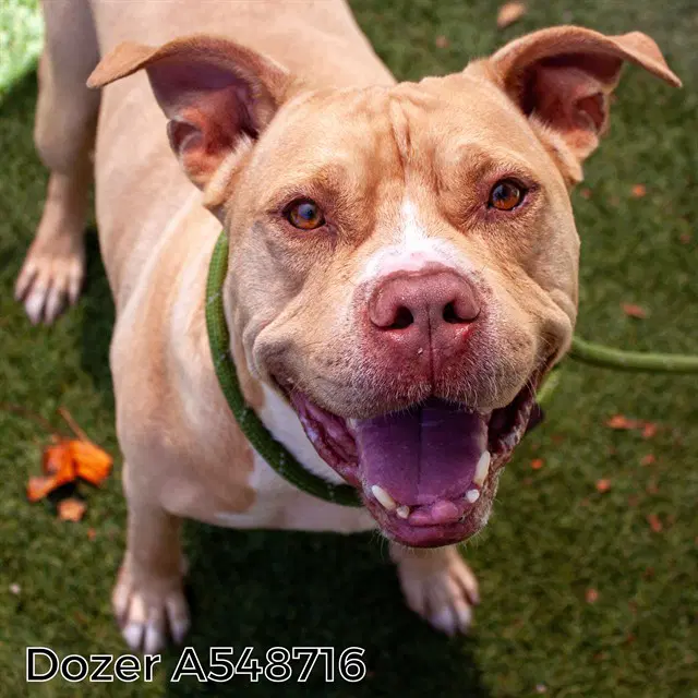 Dozer - Pit Bull Terrier