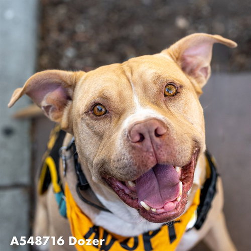 picture of the dog needing adoption