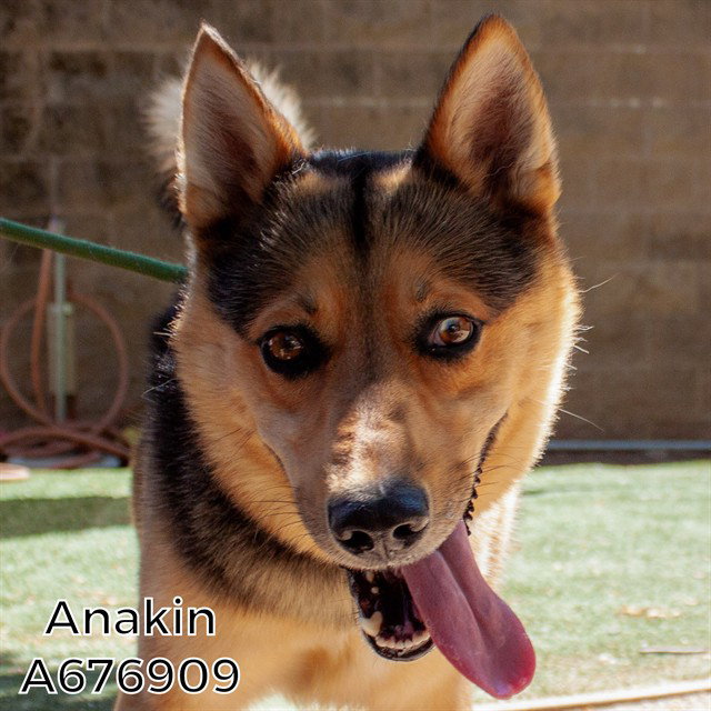 ANAKIN