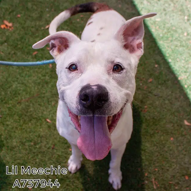 Lil Meechie - Pit Bull Terrier