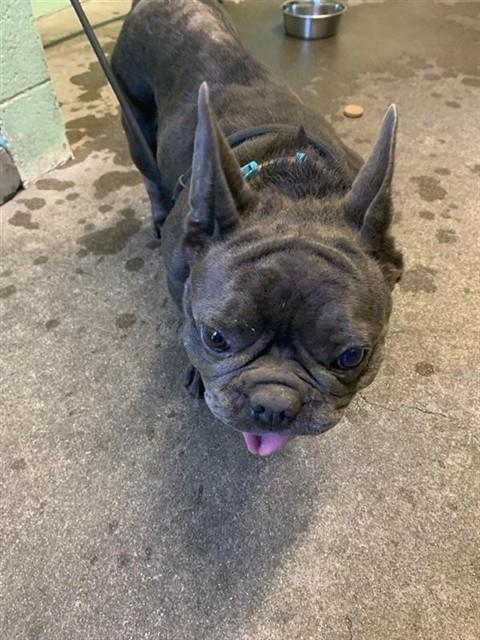 CAPTAIN CRUNCH, an adoptable French Bulldog in Sacramento, CA