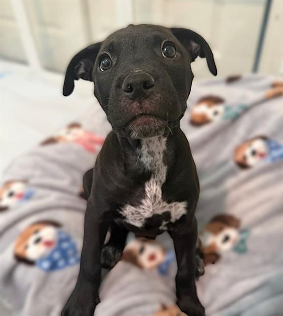 HARLOW