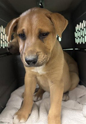 DONNIE BARKO, an adoptable Chinese Shar-Pei in Sacramento, CA